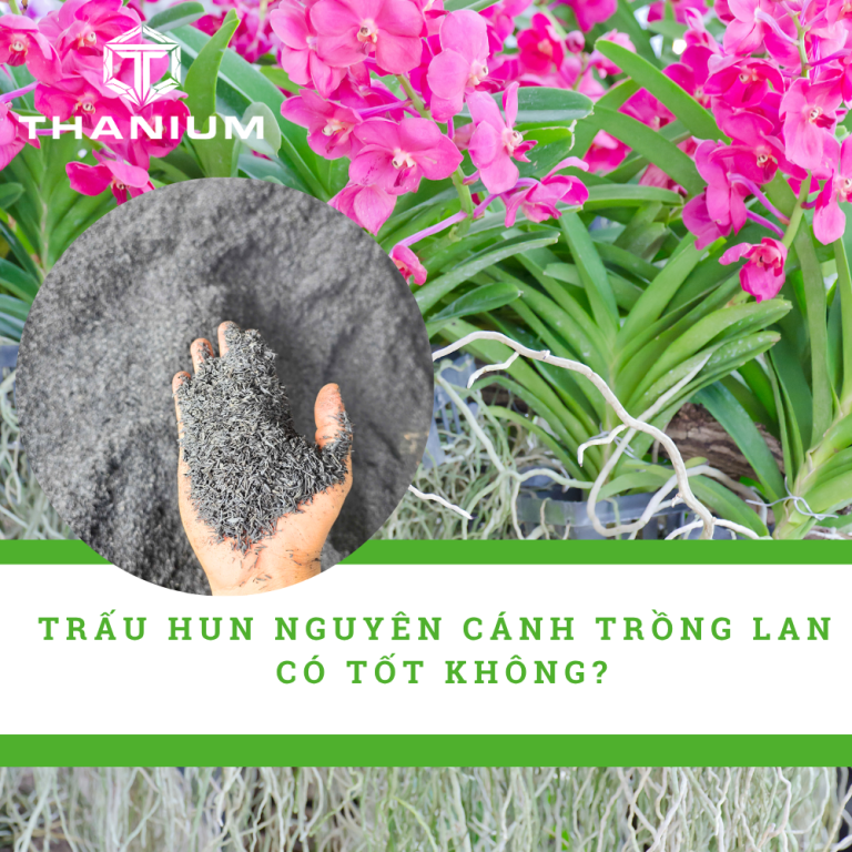 Trấu Hun Nguyên Cánh Trồng Lan Có Tốt Không?
