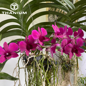 trấu hun giúp hoa lan phát triển tốt