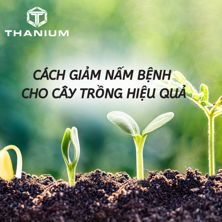 Cách Giảm Nấm Bệnh Cho Cây Trồng Hiệu Quả, Bền Vững Và An Toàn