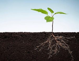 trấu hun nguyên cánh biochar giúp rễ cây phát triển tốt