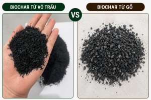Biochar Từ Vỏ Trấu Và Biochar Từ Gỗ Khác Nhau Thế Nào